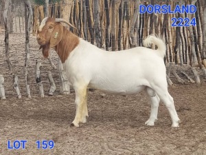 1X Boergoat Buck Johan Venter