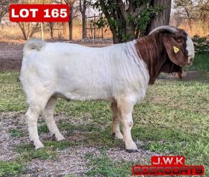 1X Boergoat Buck Buks Kotze