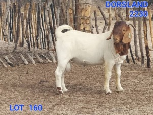 1X Boergoat Buck Johan Venter