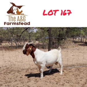 1X Boergoat Buck Lekuka Investments