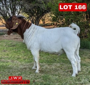 1X Boergoat Buck Buks Kotze