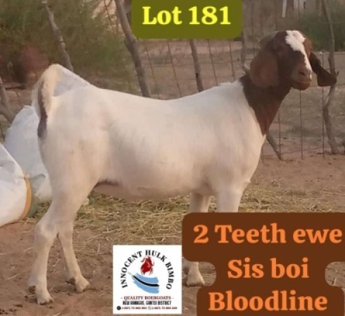 1X Boergoat Ewe Innocent Bimbo