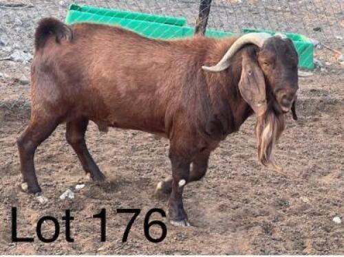 1X Kalahari Red Buck Gaba