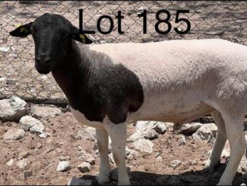 1X Dorper Ram Gaba