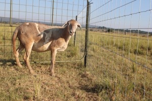 1X OOI/EWE J Afrika - Mandla Seopela - 082 044 4712 (Highest Bidder may choose A, B, C or D of Lot round or take all - Pay per piece. Choice once per Lot round, Rest to take all)