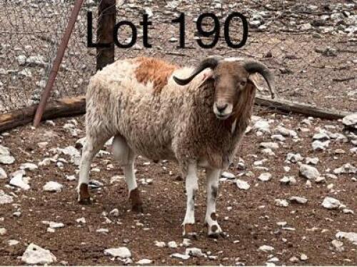 1X Meat Master Ram Gaba