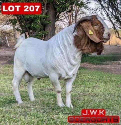 1X Boergoat Buck Buks Kotze