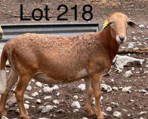 1X Meat Master Ram Gaba