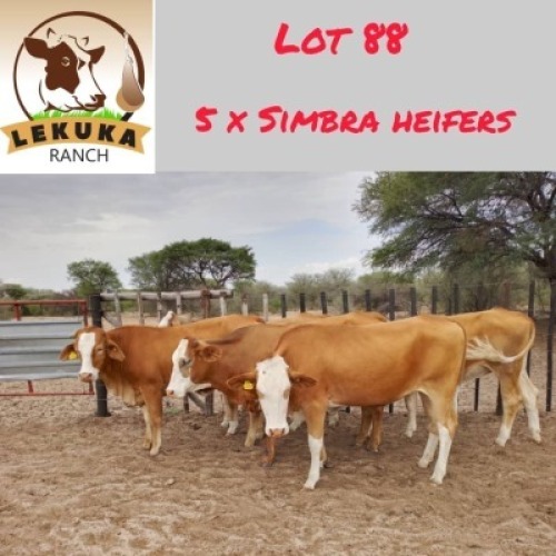 5X Simbra Heifer Lekuka Investments