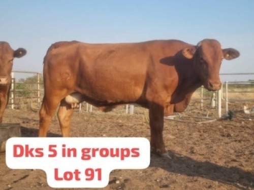 5X Commercial Cow Hendrik De Kampa