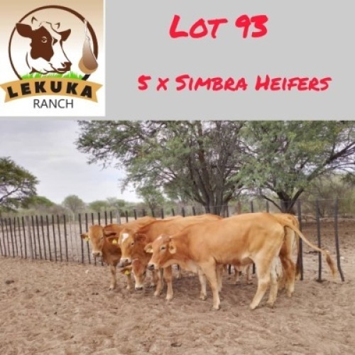 5X Simbra Heifer Lekuka Investments