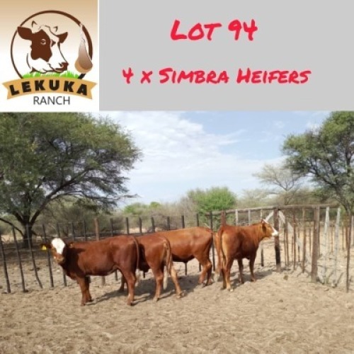 4X Simbra Heifer Lekuka Investments
