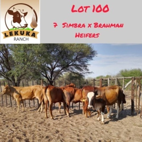 7X Simbra X Brah Heifer Lekuka Investments