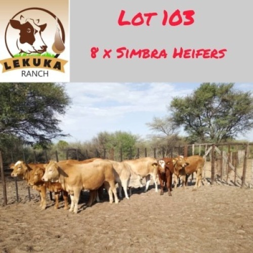 8X Simbra Heifer Lekuka Investments
