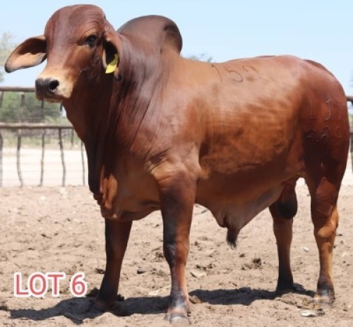 1X Red Brahman Bull Leon Voster
