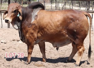 1X Red Brahman Bull Leon Voster