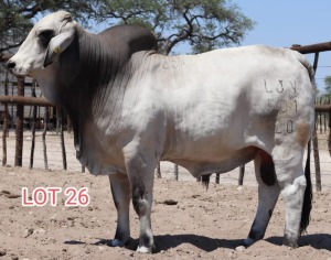 1X Grey Brahman Bull Leon Voster