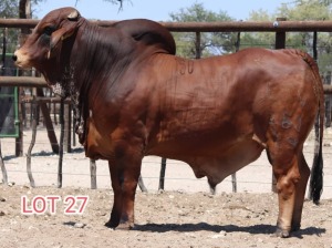 1X Red Brahman Bull Leon Voster