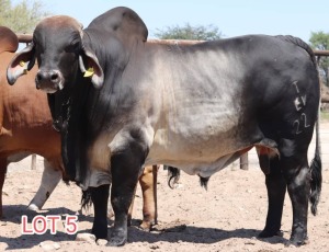 1X Grey Brahman Bull Leon Voster