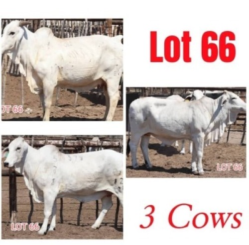 3X Grey Brahman Cow Leon Voster