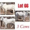 3X Grey Brahman Cow Leon Voster