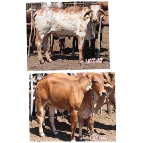 2X Red Brahman Heifer Leon Voster