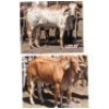 2X Red Brahman Heifer Leon Voster