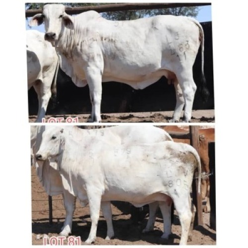 2X Grey Brahman Cow Leon Voster