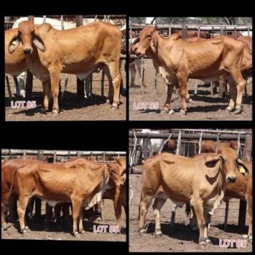 4X Red Brahman Cow Leon Voster