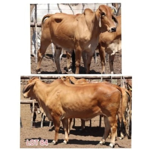 2X Red Brahman Cow Leon Voster