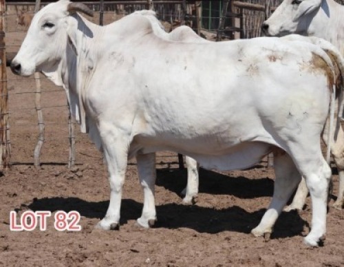 2X Grey Brahman Cow Leon Voster