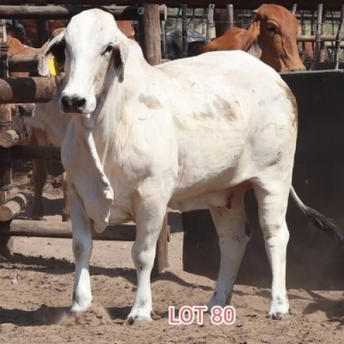 2X Grey Brahman Cow Leon Voster