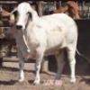 2X Grey Brahman Cow Leon Voster
