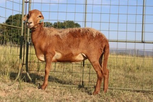 1X OOI/EWE J Afrika - Mandla Seopela - 082 044 4712