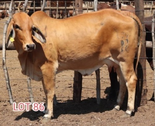 1X Red Brahman Cow & Calf Leon Voster