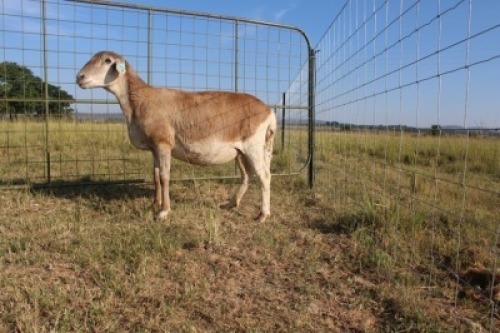 1X OOI/EWE J Afrika - Mandla Seopela - 082 044 4712