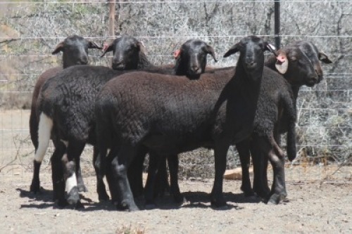 6X MEATMASTER OOI/EWE BIETOU MEATMASTERS (Pay per Animal)