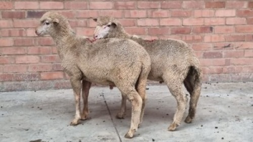 2X MALE SA VLEISMERINO ERNST DE WITT (Pay per Animal)