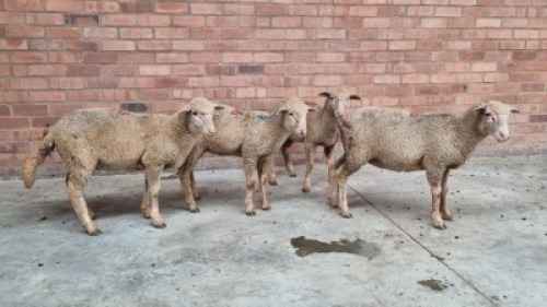 4X FEMALE SA VLEISMERINO ERNST DE WITT (Pay per Animal)