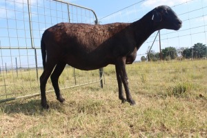 1X OOI/EWE J Afrika - Mandla Seopela - 082 044 4712 (Highest Bidder may choose A, B or C of Lot round or take all - Pay per piece. Choice once per Lot round, Rest to take all)