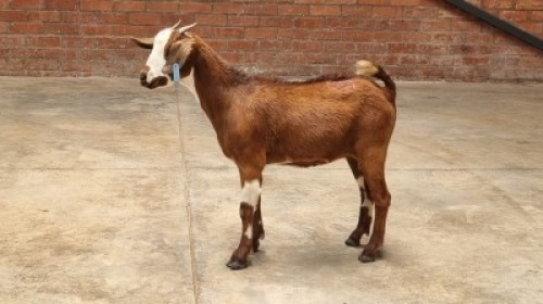 1X FEMALE MBUZI CH BOERDERY