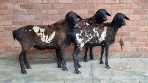 3X FEMALE PERSIE CORNE DU PLESSIS SAFARIS (Pay per Animal)