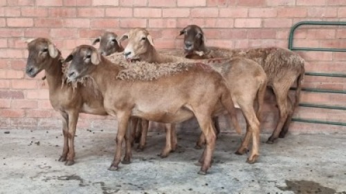 5X FEMALE MEATMASTER ERNST DE WITT (Pay per Animal)