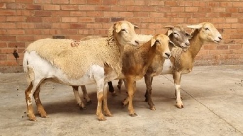 4X FEMALE MEATMASTER GREENSTONE / JC MEYER (Pay per Animal)