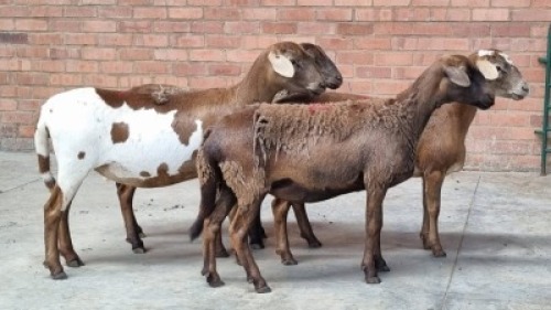 3X FEMALE MEATMASTER GREENSTONE / JC MEYER (Pay per Animal)
