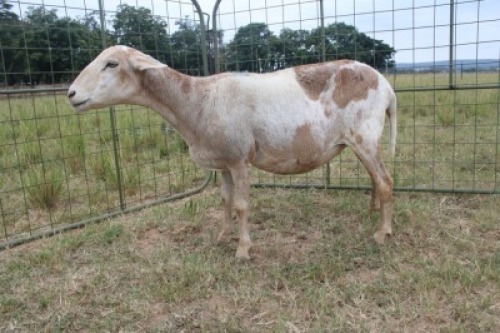 1X OOI/EWE J Afrika - Mandla Seopela - 082 044 4712