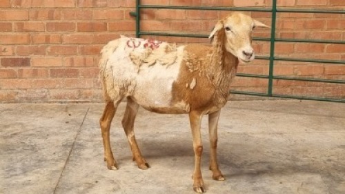 7X FEMALE MEATMASTER SR AGRI (Pay per Animal)