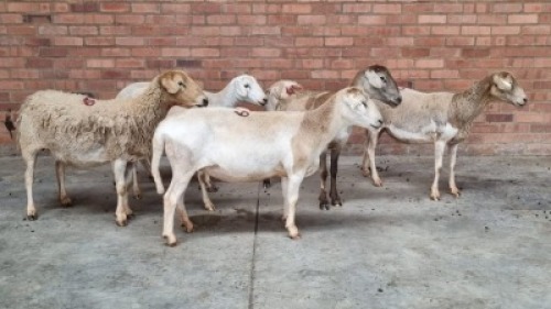6X FEMALE MEATMASTER SR AGRI (Pay per Animal)