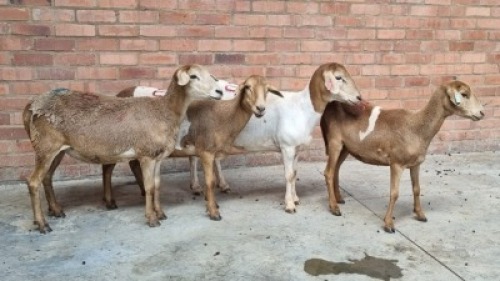 4X FEMALE MEATMASTER SR AGRI (Pay per Animal)