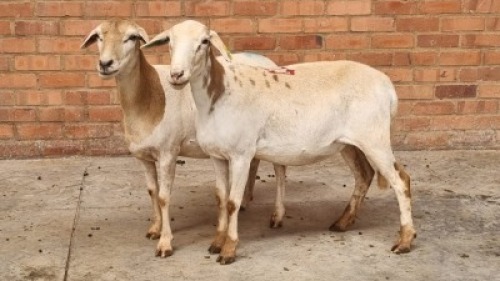 2X FEMALE MEATMASTER SR AGRI (Pay per Animal)